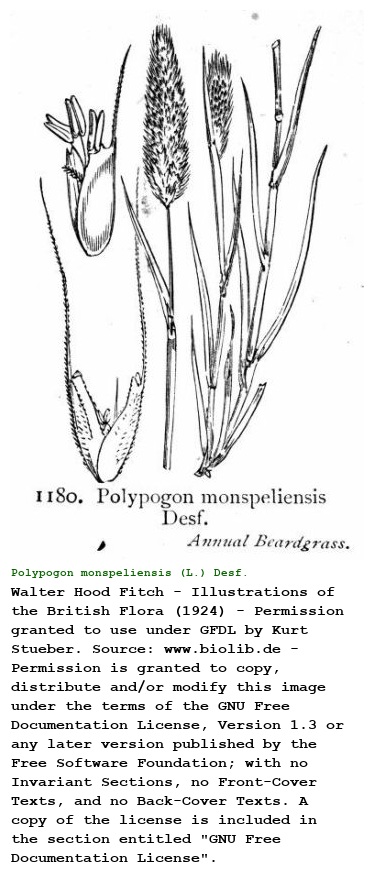 Polypogon monspeliensis (L.) Desf.